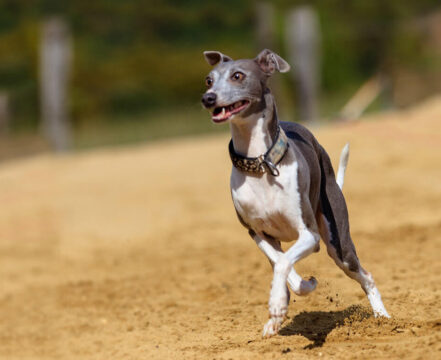 greyhound-brincando-1