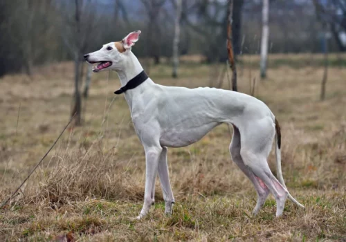 greyhound-caracteristicas-guia-racas