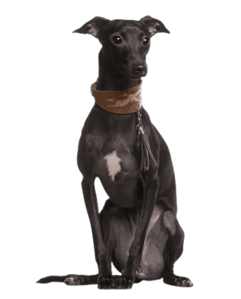 greyhound-guia-racas-350x435-removebg-preview-removebg-preview
